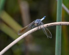 Blue Skimmer Dragonfly - Fujiko Watt