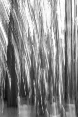 Burning Trees - Malcolm McKay