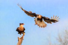 Caracara Confrontation - Kerry Boytell