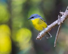 Eastern Yellow Robin - Fujiko Watt