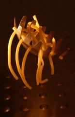 Golden Spaghetti - Maureen Rogers