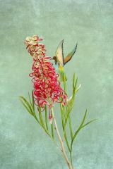 Grevillia and bird - Kerry Boytell