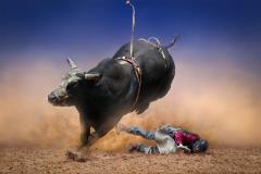 Mad Bull 3 - Frank shu