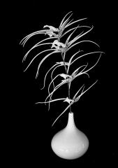 Orchid Arrangement - Beryl Jenkins