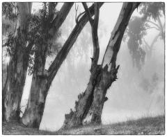 Tumut Fog - Dawn Zandstra