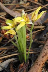 native orchid - Kay Hill